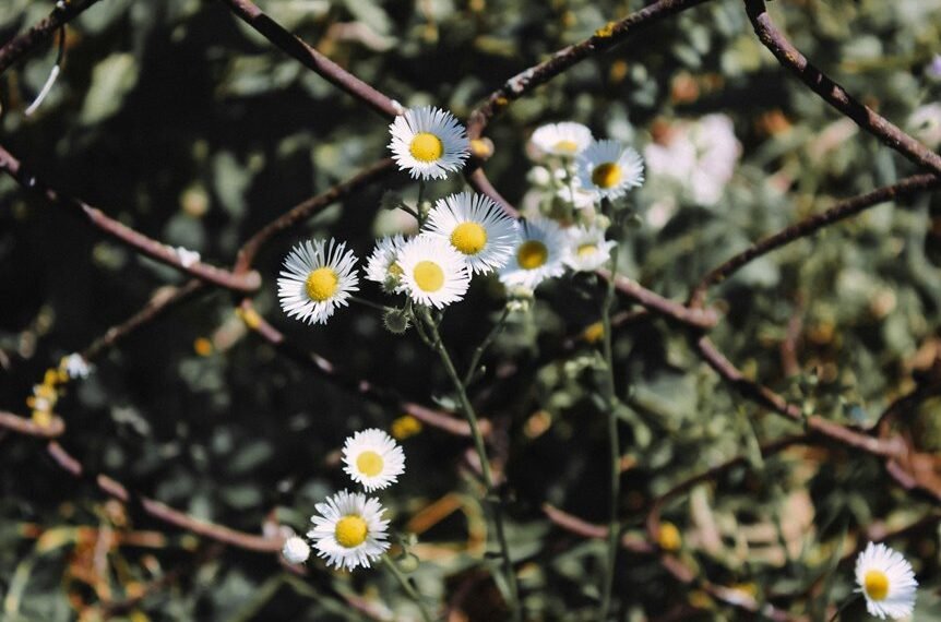 link acquisition boosts serp growth